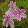 Thumbnail #4 of Phlox subulata by ladyannne