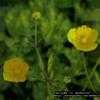 Thumbnail #1 of Ranunculus repens by gardenwife