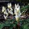 Thumbnail #3 of Dicentra cucullaria by mygardens