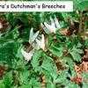 Thumbnail #2 of Dicentra cucullaria by roshana