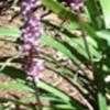 Thumbnail #2 of Liriope spicata by newyorkgirl