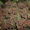 Thumbnail #1 of Trifolium repens by henryr10