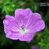 Thumbnail #2 of Geranium sanguineum by Calif_Sue