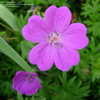 Thumbnail #3 of Geranium sanguineum by turektaylor