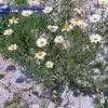 Thumbnail #5 of Mimosa strigillosa by Equilibrium