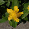 Thumbnail #5 of Hypericum calycinum by growin