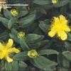 Thumbnail #1 of Hypericum calycinum by kennedyh