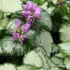 Thumbnail #5 of Lamium maculatum by DaylilySLP