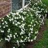 Thumbnail #5 of Gardenia jasminoides by rntx22