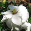 Thumbnail #4 of Gardenia jasminoides by Chantell