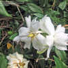 Thumbnail #3 of Gardenia jasminoides by 1cros3nails4gvn