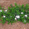 Thumbnail #2 of Gardenia jasminoides by 1cros3nails4gvn