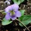 Thumbnail #1 of Viola missouriensis by Jeff_Beck