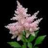Thumbnail #3 of Astilbe × rosea by Todd_Boland