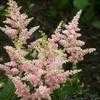 Thumbnail #4 of Astilbe × rosea by hczone6