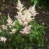 Thumbnail #5 of Astilbe × rosea by hczone6