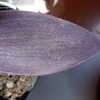 Thumbnail #2 of Tradescantia pallida by kniphofia