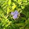 Thumbnail #3 of Duranta erecta by NativePlantFan9