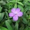 Thumbnail #1 of Ruellia squarrosa by ineedacupoftea