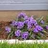 Thumbnail #1 of Ruellia brittoniana by Dogs_N_Petunias