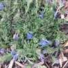 Thumbnail #4 of Lithodora diffusa by turektaylor