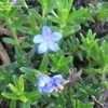 Thumbnail #5 of Lithodora diffusa by turektaylor