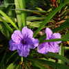 Thumbnail #3 of Ruellia brittoniana by YeeFam