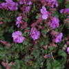 Thumbnail #4 of Geranium x cantabrigiense by mgarr