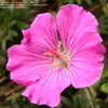 Thumbnail #2 of Geranium x cantabrigiense by victorgardener