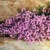 Thumbnail #4 of Thymus praecox by Todd_Boland