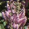 Thumbnail #1 of Astilbe chinensis by booboo1410