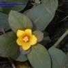 Thumbnail #1 of Lysimachia procumbens by yvana