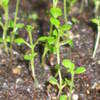 Thumbnail #4 of Thymus serpyllum by grampapa