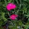 Thumbnail #1 of Dianthus deltoides by Weezingreens