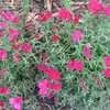 Thumbnail #3 of Dianthus deltoides by ms_greenjeans