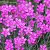 Thumbnail #5 of Dianthus deltoides by ZippyPinHed