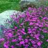 Thumbnail #4 of Dianthus deltoides by ZippyPinHed
