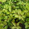 Thumbnail #1 of Origanum vulgare by ladyannne