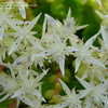 Thumbnail #3 of Sedum ternatum by plantaholic186