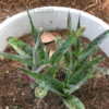 Thumbnail #4 of Manfreda variegata by vossner