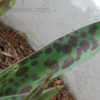 Thumbnail #5 of Manfreda variegata by vossner