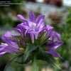 Thumbnail #5 of Campanula glomerata by DaylilySLP