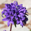 Thumbnail #4 of Campanula glomerata by jrnutpaul