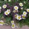 Thumbnail #3 of Anacyclus pyrethrum by Sally_Denver