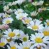 Thumbnail #4 of Anacyclus pyrethrum by willmetge