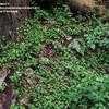 Thumbnail #3 of Linnaea borealis by trilian15