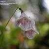 Thumbnail #4 of Linnaea borealis by trilian15