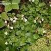 Thumbnail #2 of Linnaea borealis by willbike