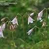 Thumbnail #5 of Linnaea borealis by trilian15