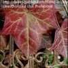 Thumbnail #4 of Hedera hibernica by mjolner88